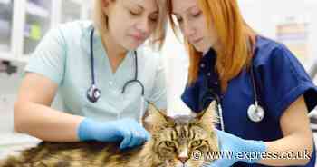 Cat and dog owners could have vet fees capped as basic procedure now costs £89