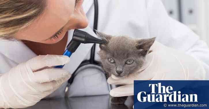 UK watchdog launches full investigation into vet fees for pet owners