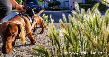 Hondenbezitters opgelet: de grasaar groeit alweer. Dit moet je weten om ernstige gevolgen te voorkomen