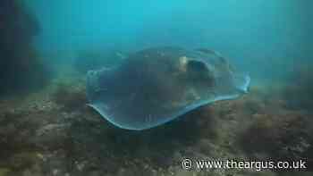 Pregnant stingrays spotted off Sussex coast