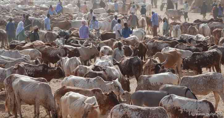 Federal Government raises alarm over poison outbreak in Kwara cattle market