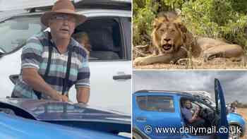 British tourists rescue family by jump-starting their car after it breaks down surrounded by LIONS at safari park - using their own vehicle to block off giant predators