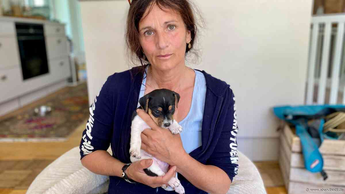 Diese Hunderasse erobert in Deutschland immer mehr Herzen