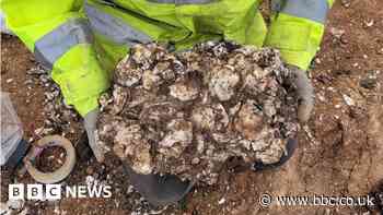 Roman oyster processing site found on Humber bank