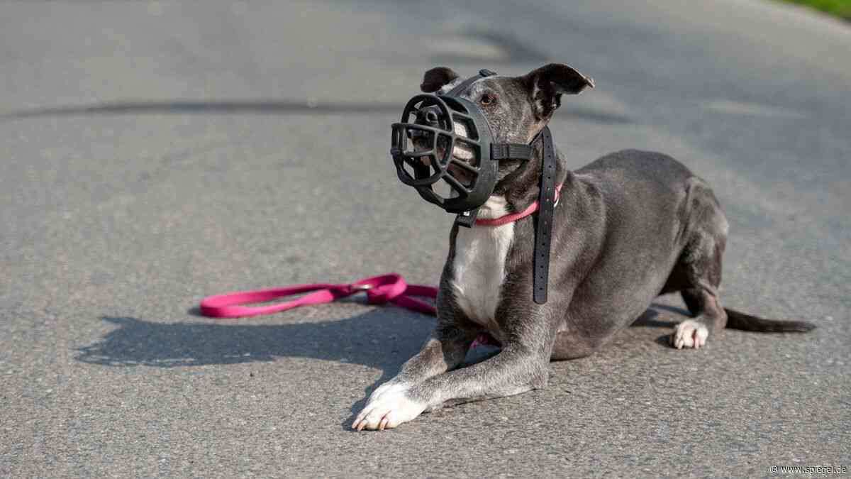 Joggerin totgebissen: Hundehalterin muss doch nicht ins Gefängnis