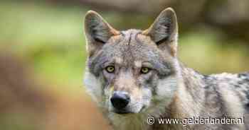 Rechter: Gelderland mag wolf niet verstoren met paintballgeweer