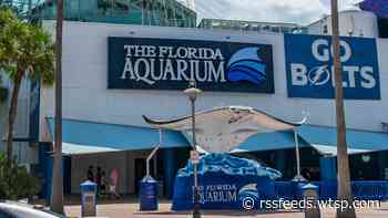 Florida Aquarium named one of the best in the country by USA Today
