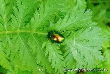 Rare tansy beetles appear in York garden after 5-year wait
