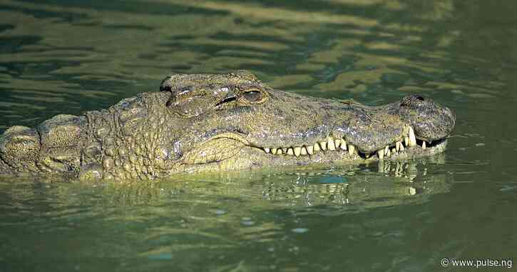 Why crocodiles and alligators are said to be immortal creatures that don't die