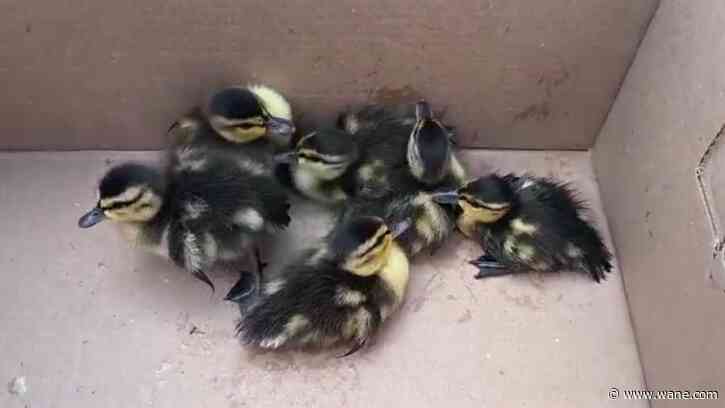 WATCH: Indianapolis firefighters save day-old ducklings