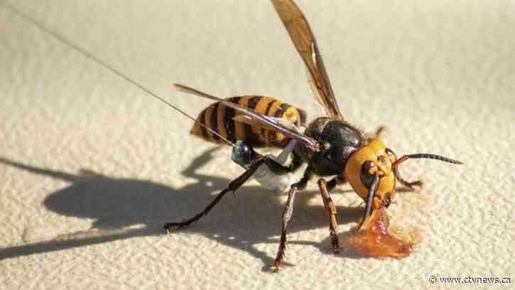 Was this the bug that stung you? Wasp sightings revive murder-hornet concerns; no detections confirmed