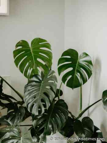 Why are people obsessed with growing Monstera?