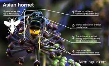 Farmers asked to look out for Asian hornet as sightings surge