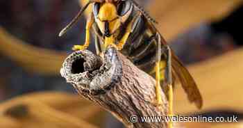 How to spot Asian hornets and treat their painful stings as surge expected in UK