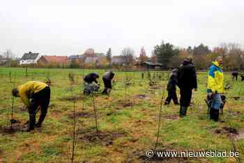 Antwerpse zuidrand telt 28 hectare of 56 voetbalvelden aan nieuw bos sinds 2019