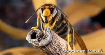 Asian hornets warning as aggressive 3cm long flying insects with nasty sting surge in UK
