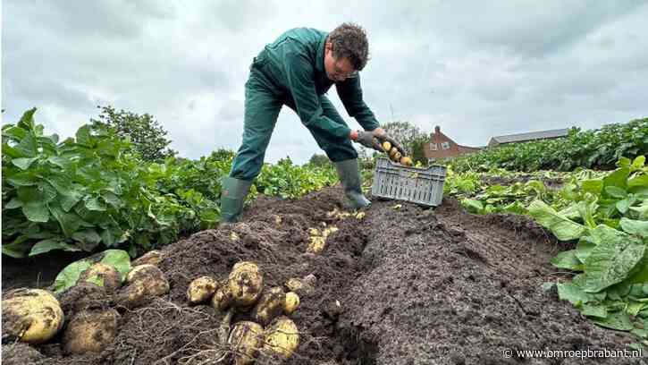 Weer of geen weer: boer Marc is nu al nieuwe aardappelen aan het rooien