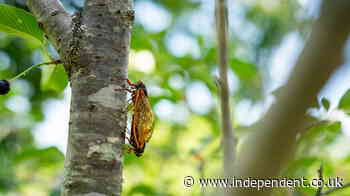 Billions of buzzing cicadas emerge across US in rare occurrence not seen in centuries