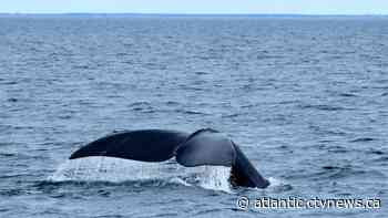 Fishing closure in Gulf of St. Lawrence due to presence of right whale
