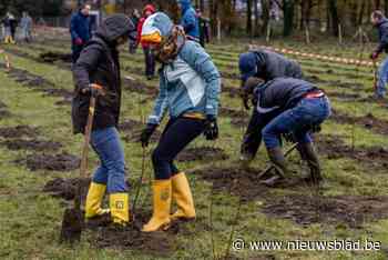 Mechelen telt 20.000 bomen op openbaar domein: “Gevelde bomen worden nu in drievoud gecompenseerd”