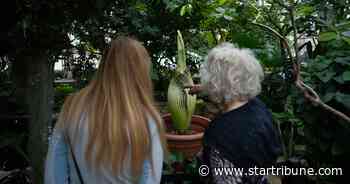 The Corpse flower is now quite stinky, starting to bloom, Como Conservatory says. Here's how to stream its unfurling.