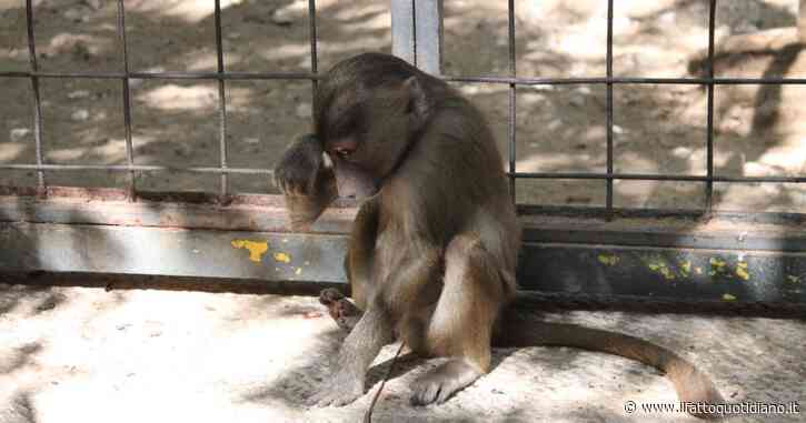 Strage di scimmie in Messico, muoiono e cadono dagli alberi per l’ondata di caldo. I veterinari: “Erano molli come stracci”