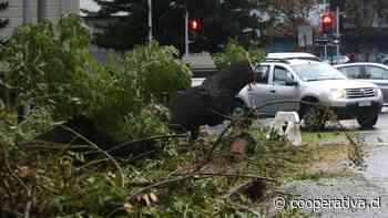Caída de árbol interrumpió el tránsito en el centro de Santiago