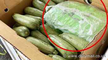 Texas border cops find $18million of meth hidden in boxes of Mexican squash