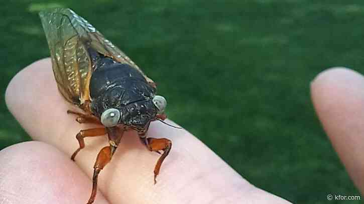 'So rare:' 4-year-old finds blue-eyed cicada