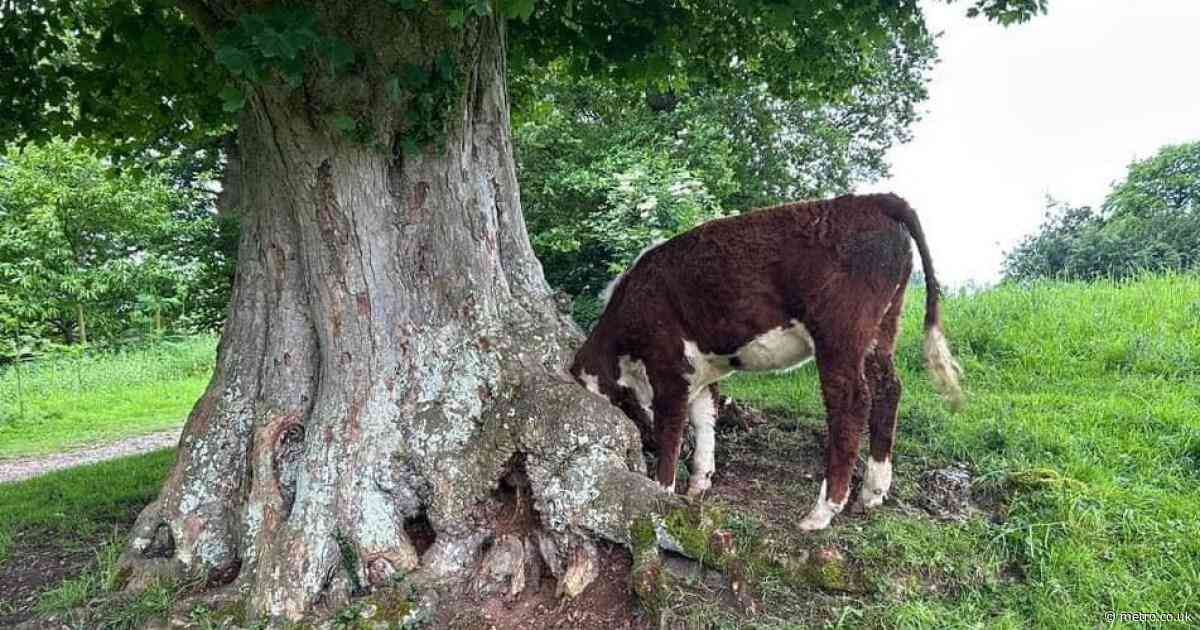 Young cow rescued after getting big head stuck in tree