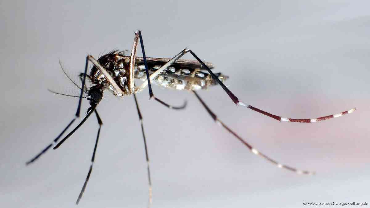RKI warnt – Dengue-Fieber-Fälle in Deutschland nehmen zu
