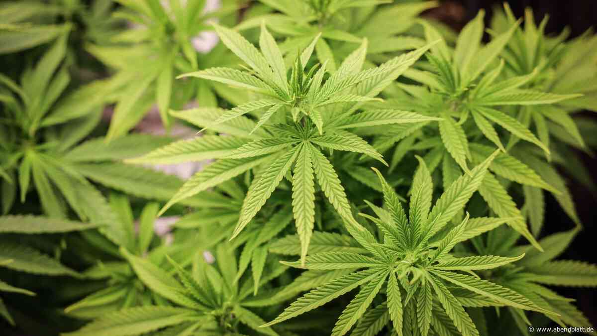 Experten beraten über Lage nach Cannabis-Legalisierung