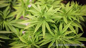 Experten beraten über Lage nach Cannabis-Legalisierung