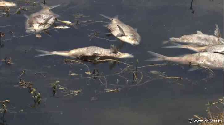LDWF warns of possible fish kills ahead of streak of high temperatures