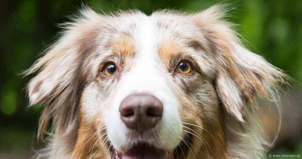Stadt Würzburg kündigt verstärkte Kontrollen für Hundehalter an