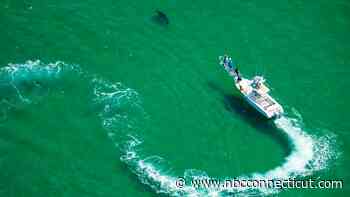 ‘We know they're here': White sharks are back off Cape Cod, experts say