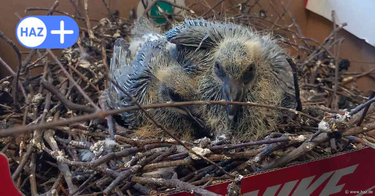 Taubenküken in Hannover ausgesetzt: Nest entfernen ist verboten