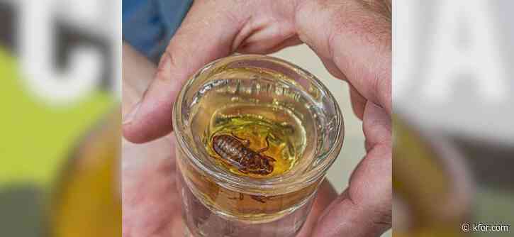 Illinois brewpub serving cicada-infused liquor shots