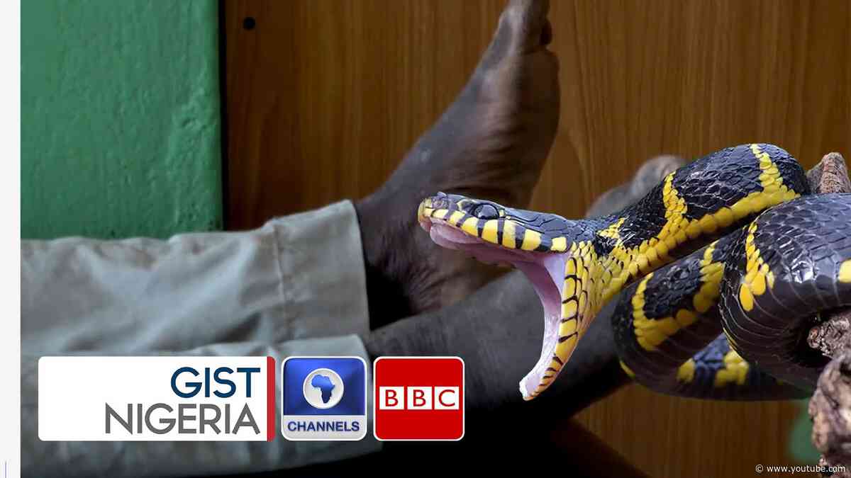 Fighting Snakebite Envenoming In North East Nigeria