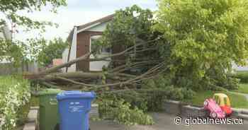 ‘It was crazy’: Power outages, downed trees after thunderstorms hit Quebec