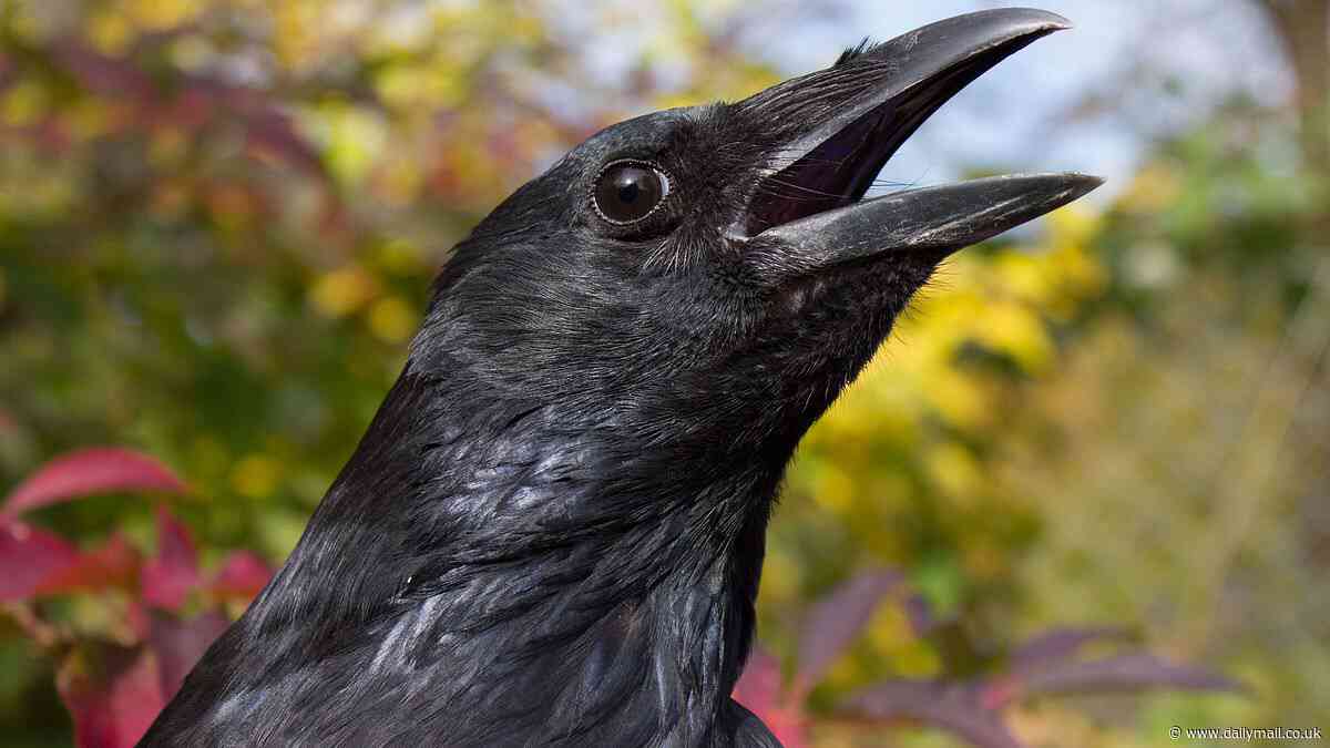 Not so bird-brained after all! Crows can count 'out loud' just like humans, study finds