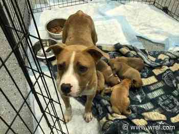 Abandoned dog and puppies in Johnston County await adoption at Saving Grace