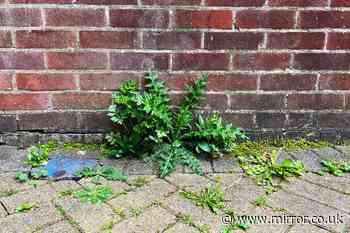 Perfect way to kill stubborn patio weeds with household essential that costs 35p