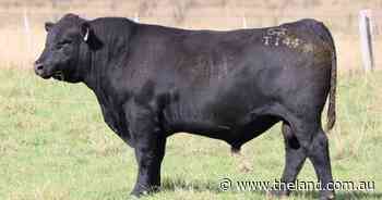 Repeat client demand for Wattletop Angus type
