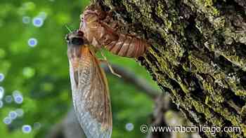 Not seeing any cicadas? See map of which suburbs have highest, lowest sightings