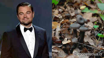 Leonardo DiCaprio celebró descubrimiento de hongo que se creía extinto en Chile