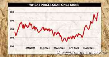 Wheat futures up 28pc in a month