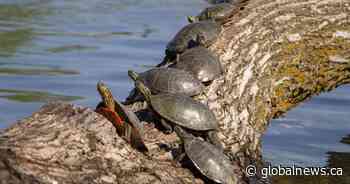 Expert reminds Manitobans to take care of the turtles this World Turtle Day