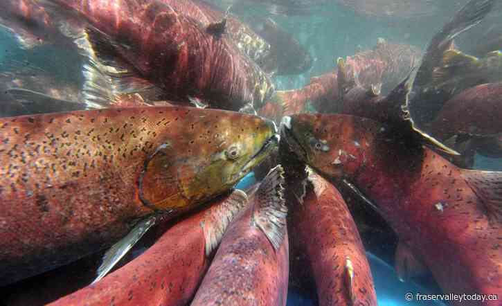 Canada and U.S. suspend all fishing for Canadian-origin Yukon River chinook salmon