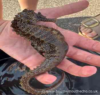 Picture of largest seahorse to be found in Poole Harbour